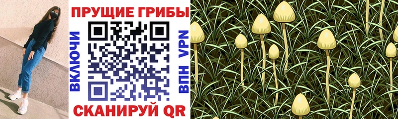 Галлюциногенные грибы прущие грибы цена Карпинск